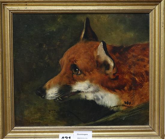 19th century English School, oil on board, Study of a foxs head, 25 x 30cm